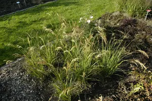 stipa capillata P9