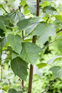 acer capillipes (80-100 cm) - afbeelding 5