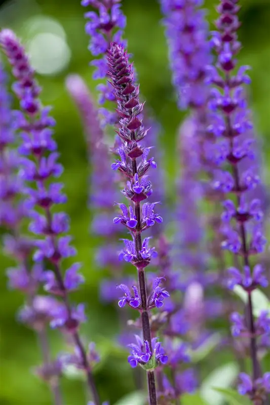 salvia nemorosa caradonna P10.5 - afbeelding 3