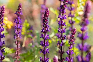 salvia nem. 'caradonna' P9 - afbeelding 4