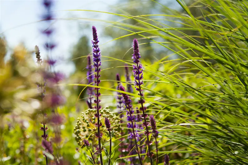 salvia nemorosa caradonna P10.5 - afbeelding 1