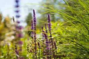 salvia nemorosa caradonna P10.5 - afbeelding 5