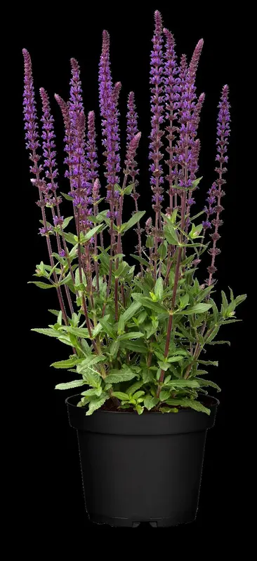 salvia nem. 'caradonna' P9 - afbeelding 2