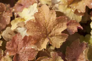 heuchera hybr. 'caramel'® C2 - afbeelding 2