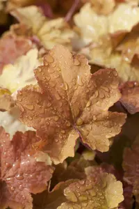 Caramel - afbeelding 4