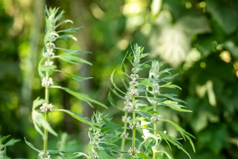 leonurus cardiaca var. labota P9 - afbeelding 1