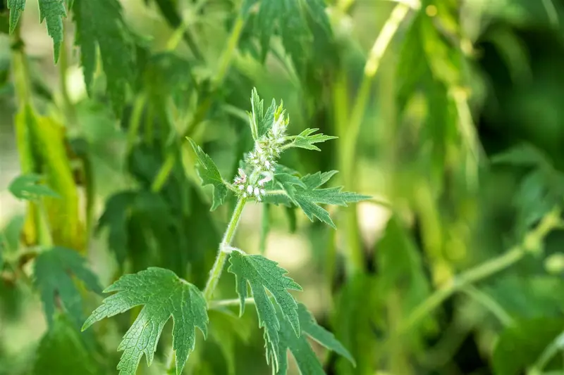 leonurus cardiaca var. labota P9 - afbeelding 2