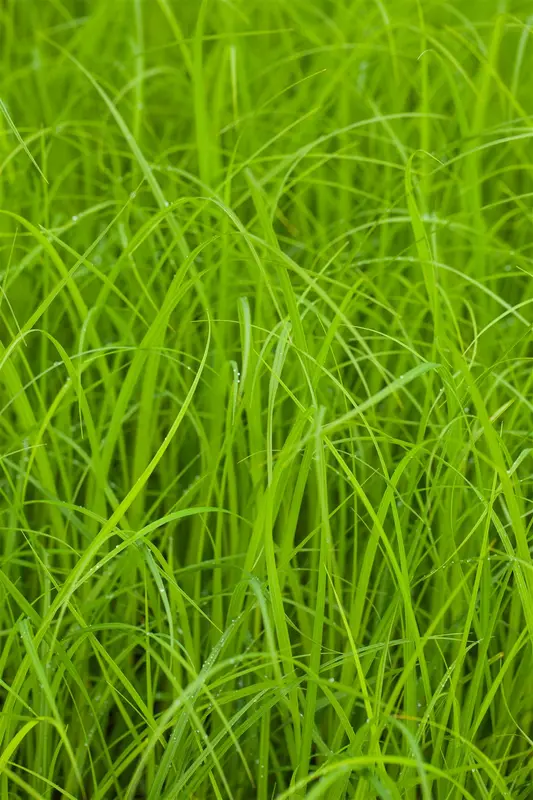 Carex acuta ( gracilis) BIOPOT   P7 - afbeelding 2