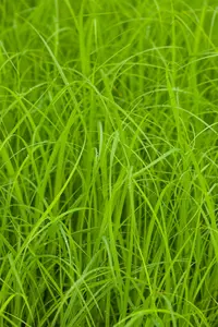 Carex acuta ( gracilis) BIOPOT   P7 - afbeelding 2