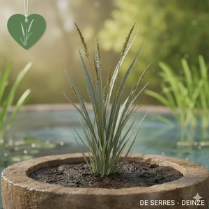Carex acutiformis P9