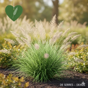 Carex alba P9