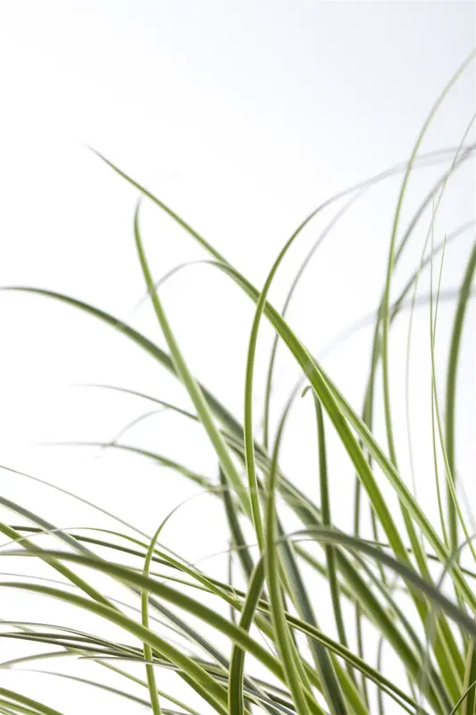 Carex brunnea P9 - afbeelding 1