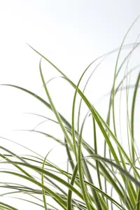 Carex brunnea P9