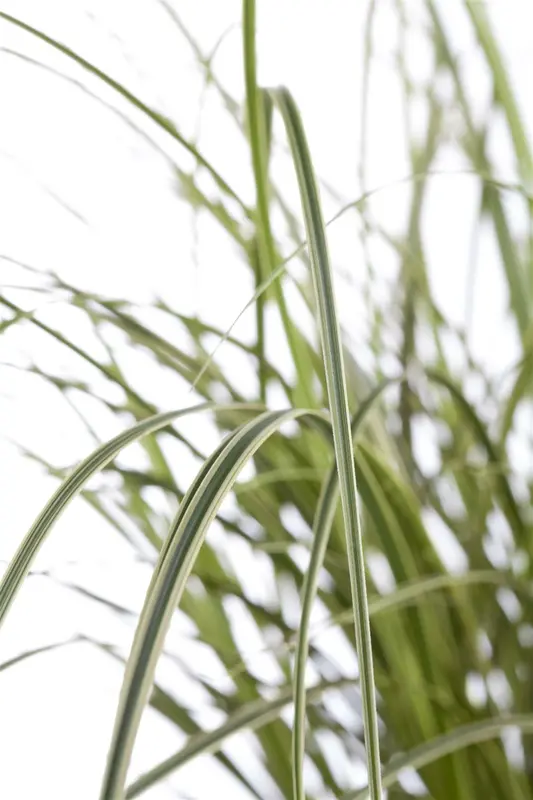 Carex brunnea P9 - afbeelding 2