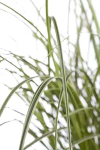 Carex brunnea P9 - afbeelding 2