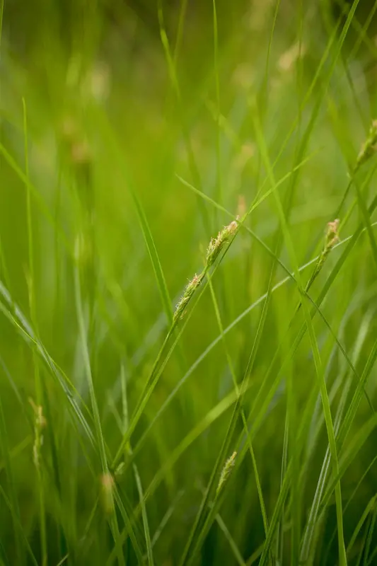 Carex brunnea P9 - afbeelding 4