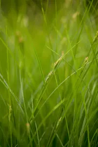 Carex brunnea P9 - afbeelding 4