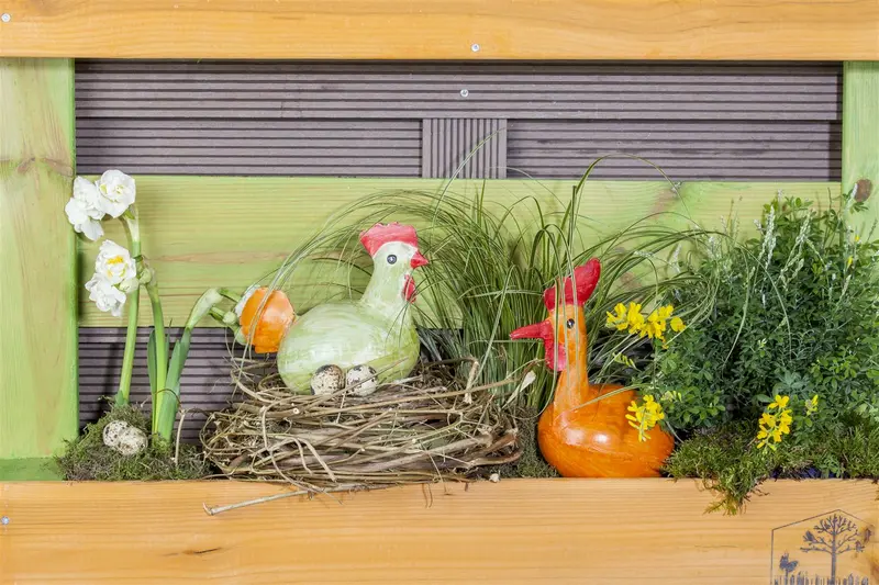 Carex brunnea P9 - afbeelding 3