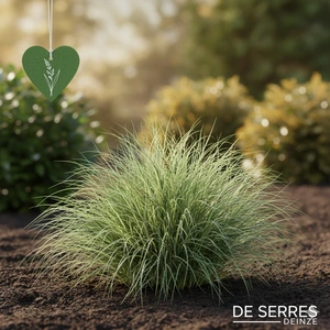 Carex comans 'Amazon Mist' P9