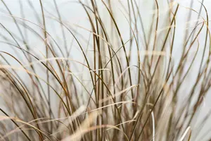 Carex comans 'Bronco' P9 - afbeelding 2