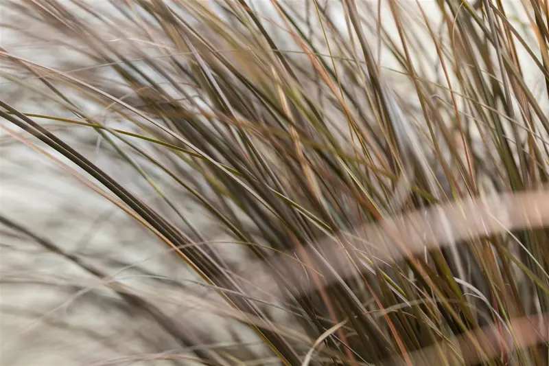 Carex comans 'Bronco' P9 - afbeelding 3