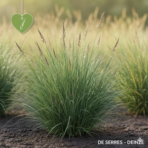 Carex flacca 'Blue Zinger' P9