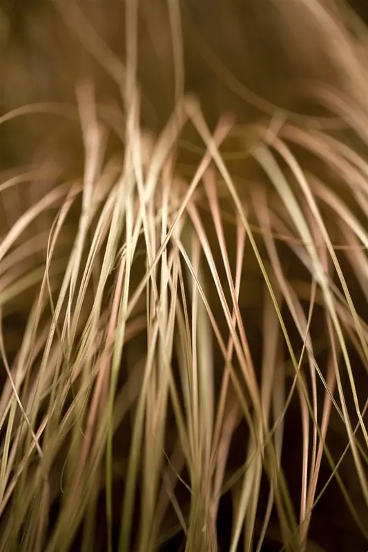 Carex flagellifera 'Kiwi' P9 - afbeelding 1