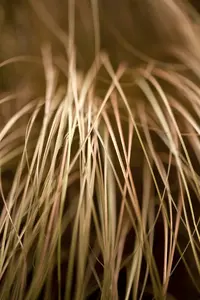 Carex flagellifera 'Kiwi' P9 - afbeelding 1