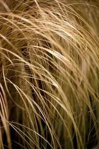 Carex flagellifera 'Kiwi' P9 - afbeelding 3