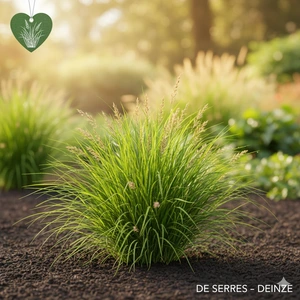 Carex howardii 'Phoenix Green' P9