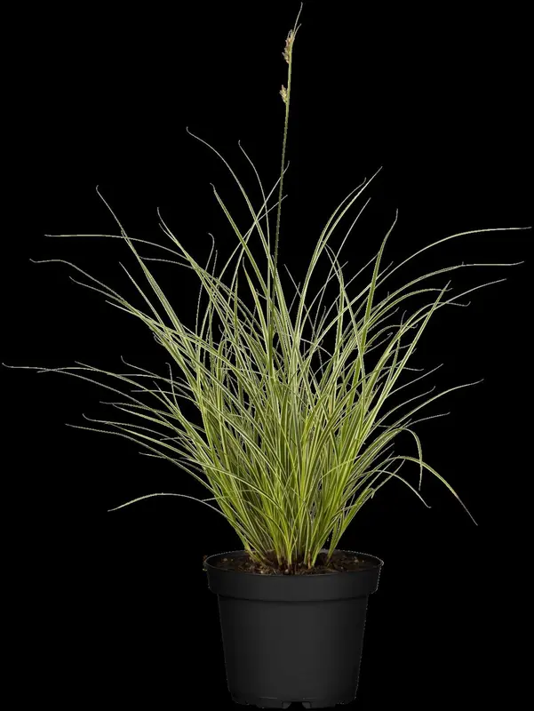 Carex 'Kyoto' P9 - afbeelding 2