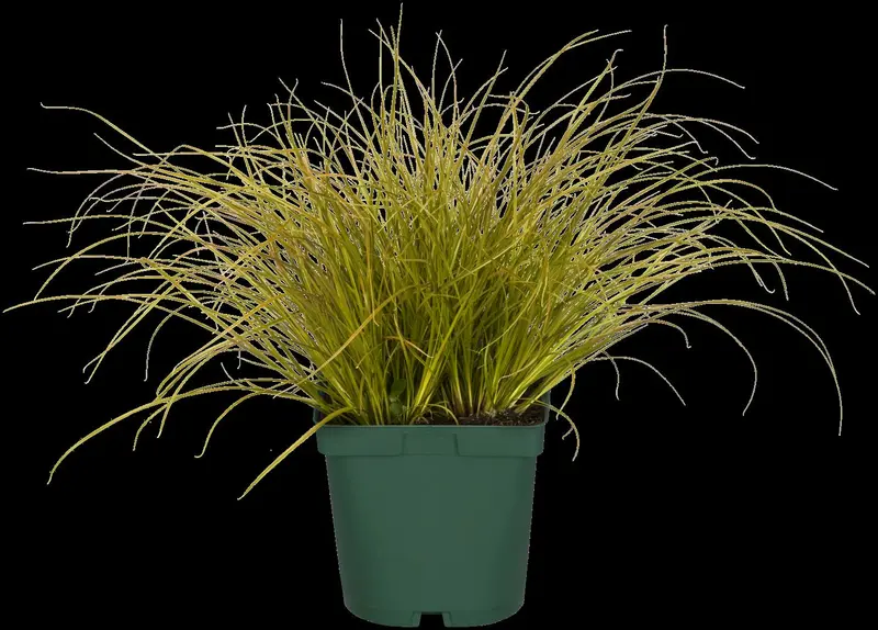 Carex 'Kyoto' P9 - afbeelding 3