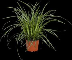 Carex 'Kyoto' P9 - afbeelding 1