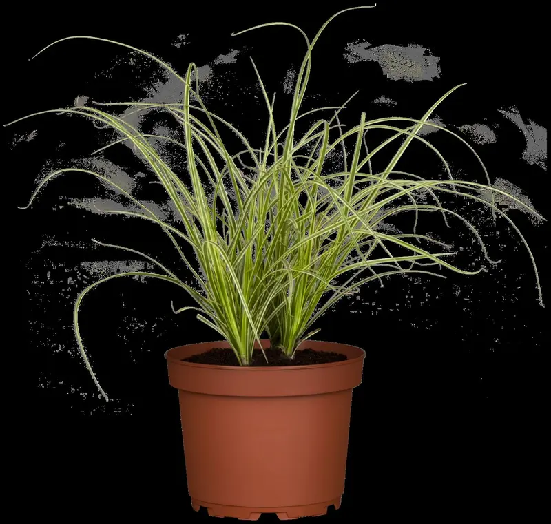 Carex 'Kyoto' P9 - afbeelding 4