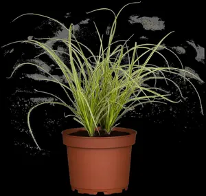 Carex 'Kyoto' P9 - afbeelding 4