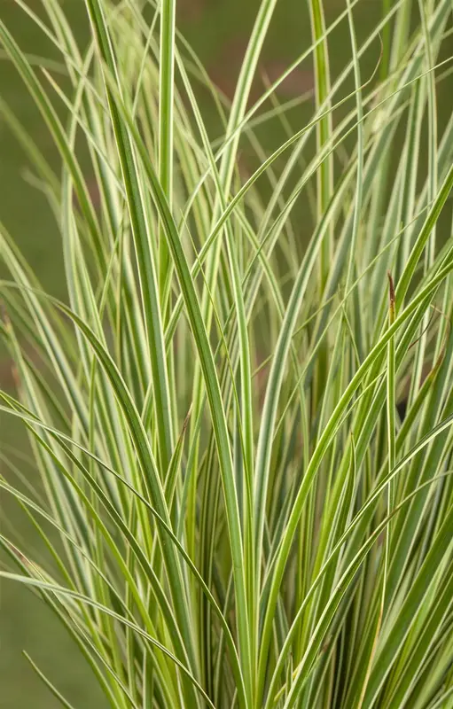 Carex 'Kyoto' P9 - afbeelding 5