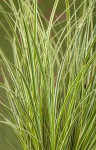 Carex 'Kyoto' P9 - afbeelding 5