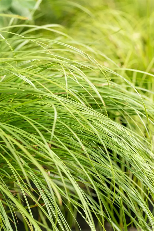Carex montana P9