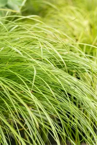 Carex montana P9