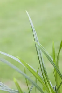 Carex morr. 'Irish Green' BIOPOT   P8 - afbeelding 4