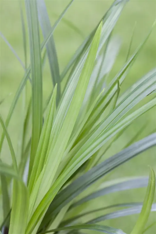 Carex morr. 'Irish Green' BIOPOT   P8 - afbeelding 5
