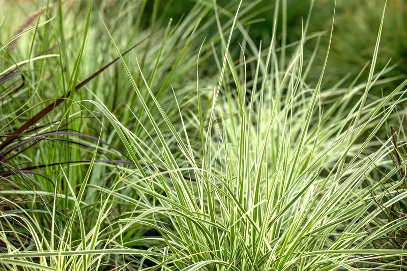 Carex morr. 'Irish Green' BIOPOT   P8 - afbeelding 1