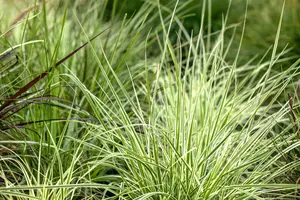 Carex morr. 'Irish Green' BIOPOT   P8 - afbeelding 1