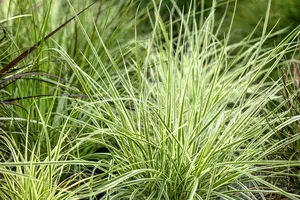 Carex morr. 'Irish Green' BIOPOT   P8 - afbeelding 2