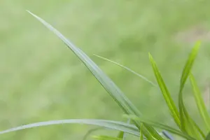 Carex morr. 'Irish Green' BIOPOT   P8 - afbeelding 3