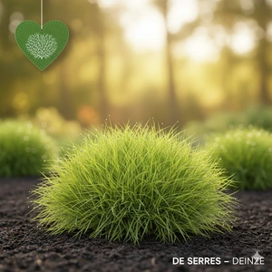 Carex muskingumensis 'Little Midge' P9