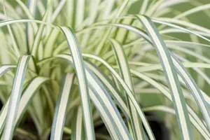 Carex osh. 'Everdi' P9 - afbeelding 5