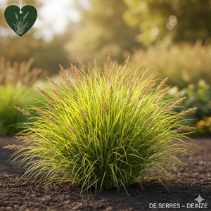 Carex oshimensis 'Everillo' P9