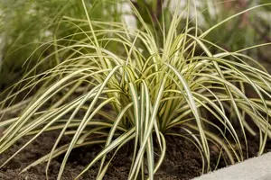 Carex osh. 'Everoro'® P9