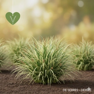 Carex oshimensis 'Ice Cream'® P9